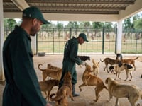 Morocco unveils policies it hopes bolster the care and management of stray dogs