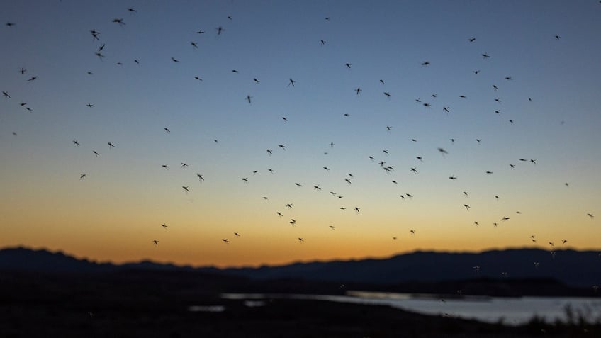 Mosquitoes flying