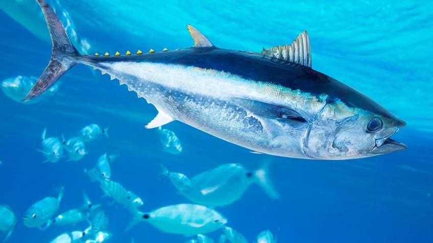 Bluefin tuna in the water