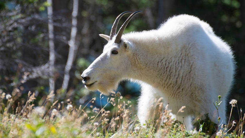 Mountain goat