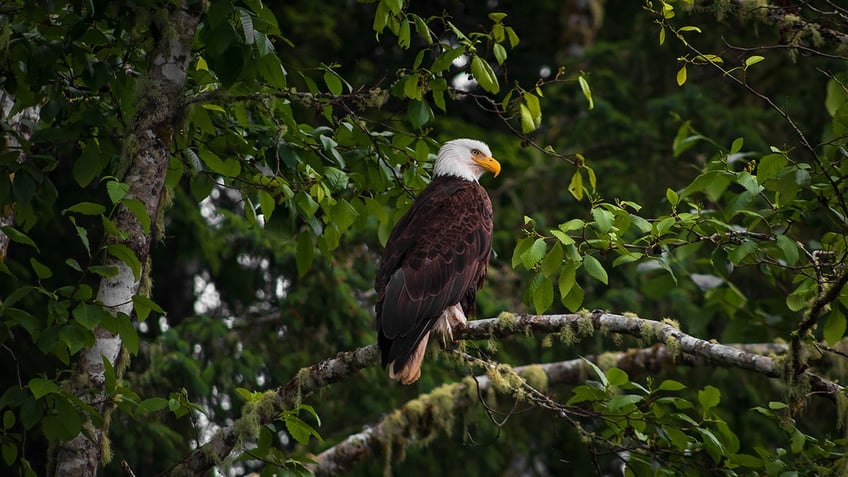 Bald Eagle Perched On A Tree