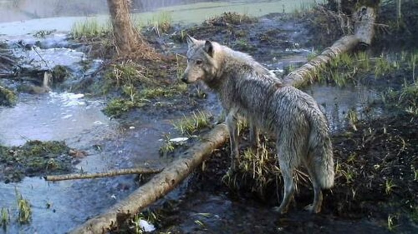 mutant wolves of chernobyl appear to be resistant to cancer