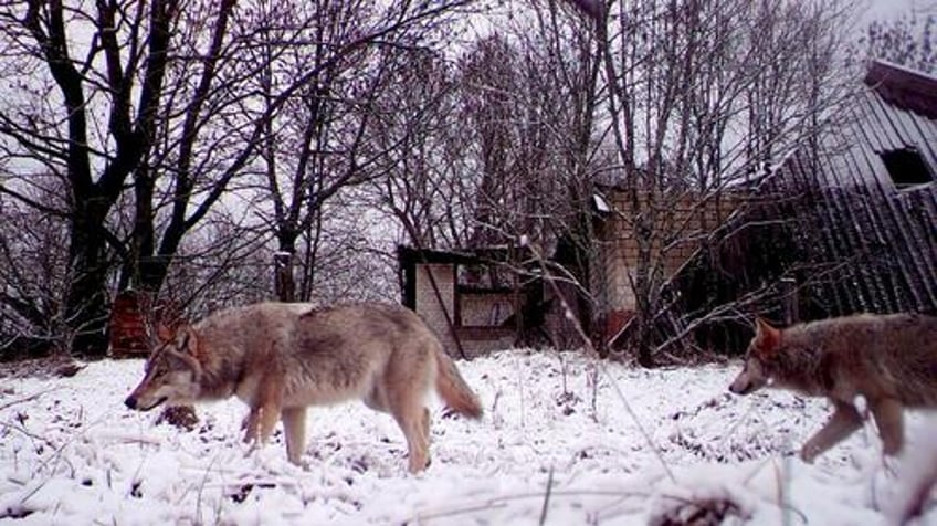 mutant wolves of chernobyl appear to be resistant to cancer