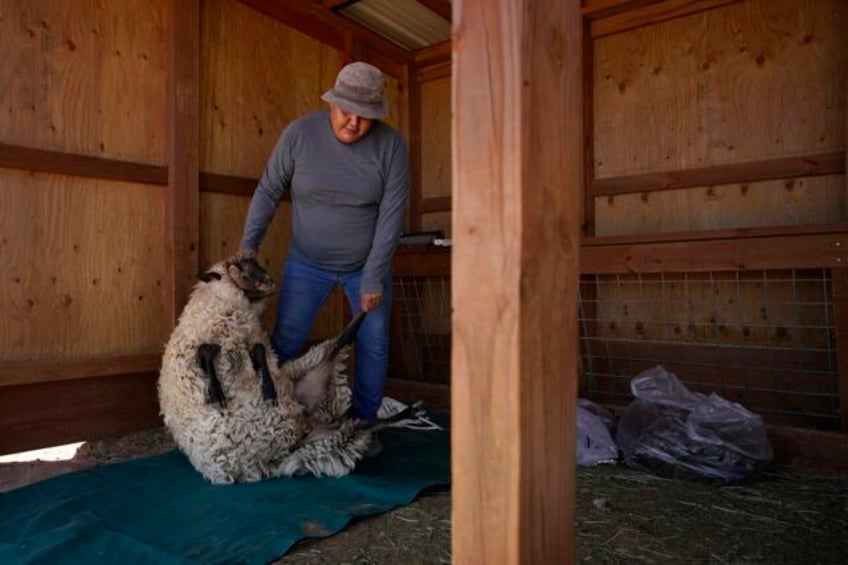 my heart was always just with the sheep one navajos push to keep tradition vibrant