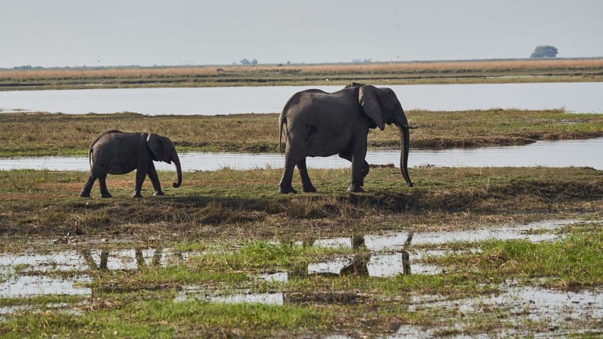 Elephants roam the Chobe river which borders Botswana and Namibia in Kasane, on July 19, 2022.