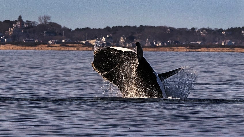 whale jumping out of the water