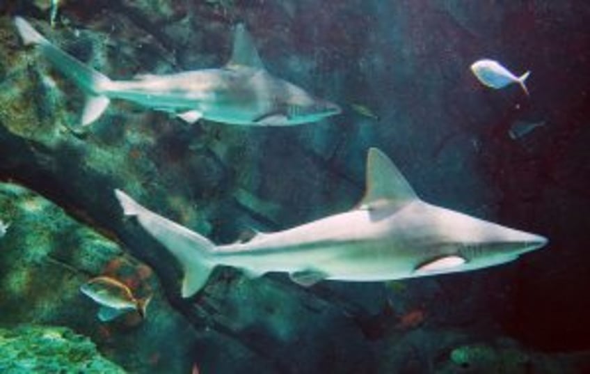 NatGeo's 25-hour SharkFest programming block includes 'Jaws @ 50'