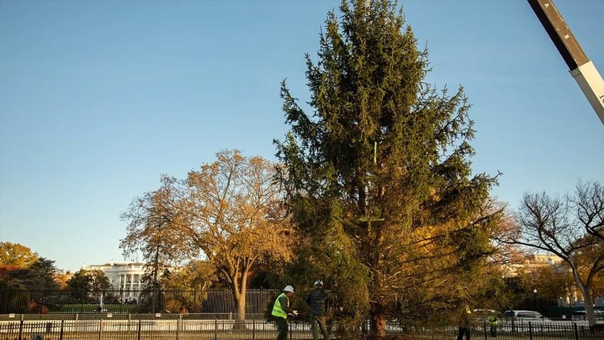 national christmas tree topples to the ground at white house perfectly summing up joe bidens presidency