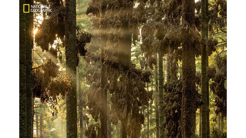 national geographic releases its pictures of the year see 12 of the jaw dropping shots