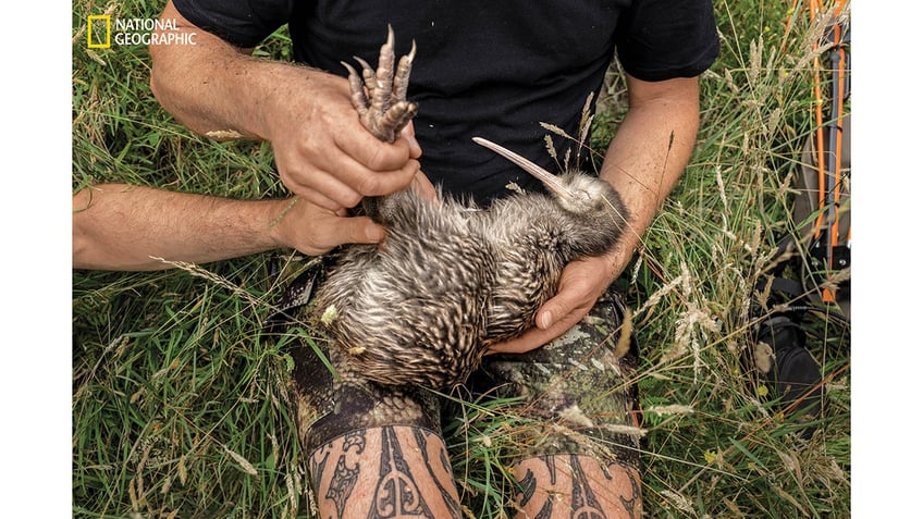 national geographic releases its pictures of the year see 12 of the jaw dropping shots