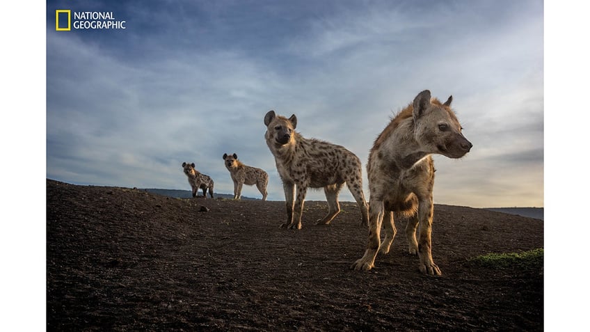 national geographic releases its pictures of the year see 12 of the jaw dropping shots