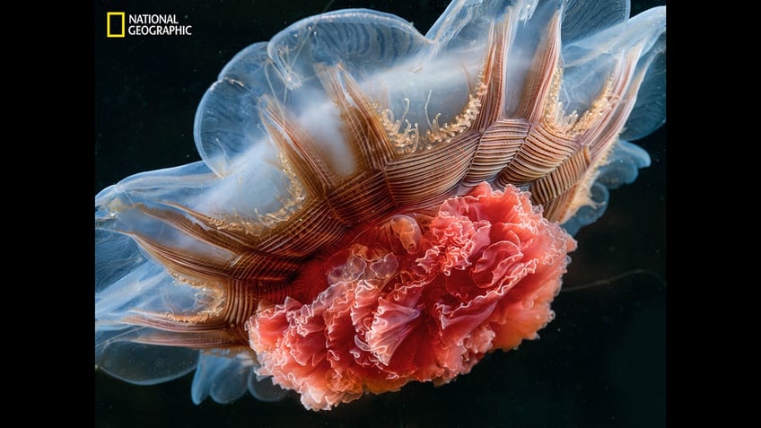 national geographic releases its pictures of the year see 12 of the jaw dropping shots