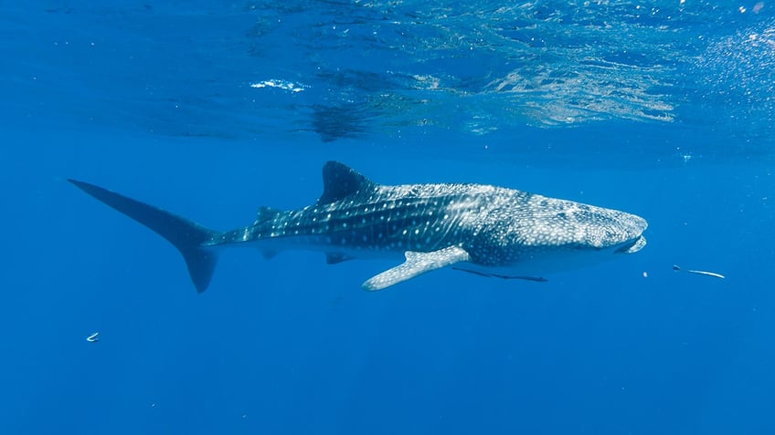 Whale Sharks in Western Australia