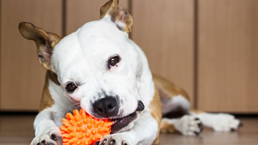 Dog with an orange toy