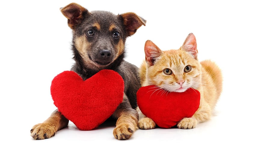 A dog and a cat with heart pillows