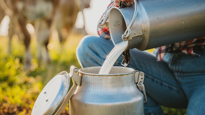 Raw milk is poured from one container into another by a woman squatting in a cow pasture.