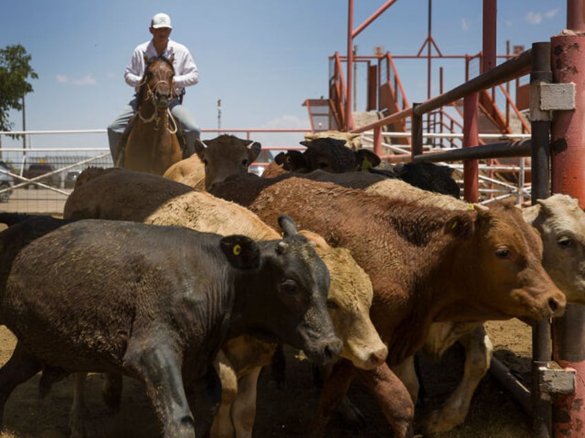 SANTA TERESA, NEW MEXICO - JUNE 05: Jordan Joltuia helps process cattle from Mexico after