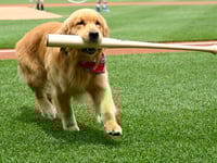 Nationals’ bat-retrieving dog Bruce laps up pregame attention, makes MLB debut