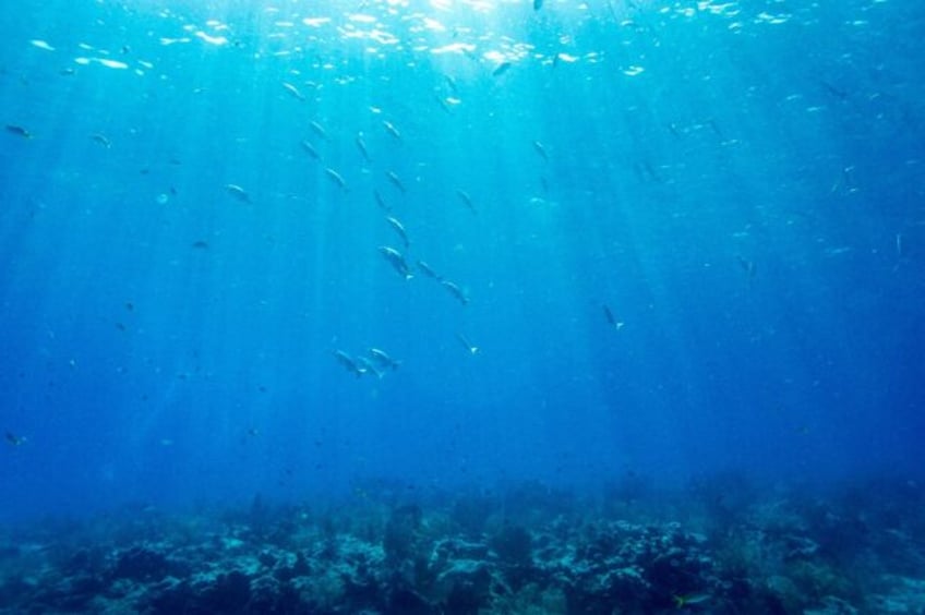 Fish swim around a coral reef in Key West, Florida - the same archipelago where the mayor