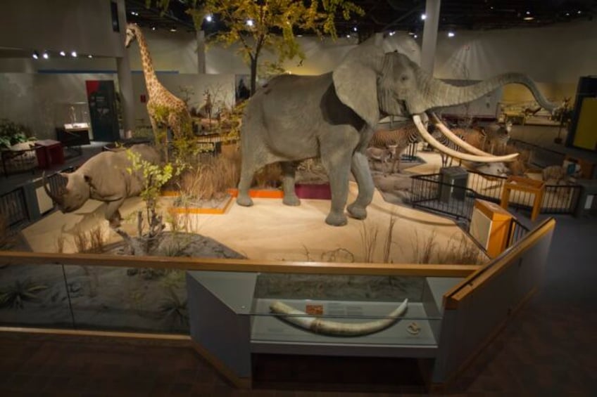 natural history museum closes because of chemicals in taxidermy collection