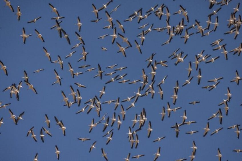 A flock of pelicans flies over the Hula Valley in northern Israel during their winter migr