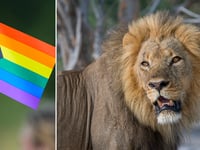 NBC marks Pride Month with documentary on 'queer' animals