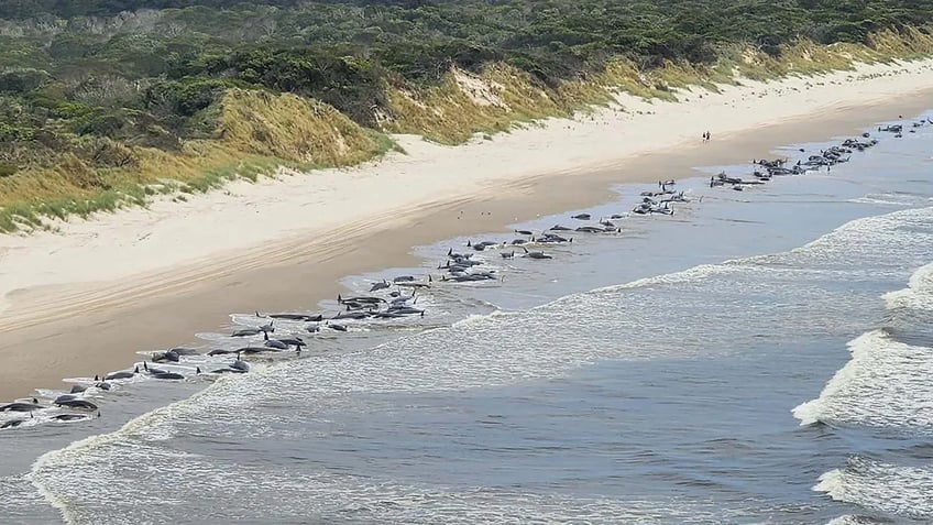 nearly 100 whales left stranded on australian beach in strange phenomenon utterly heartbreaking