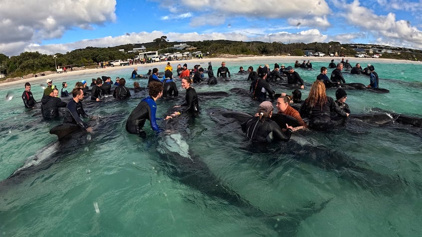 nearly 100 whales left stranded on australian beach in strange phenomenon utterly heartbreaking