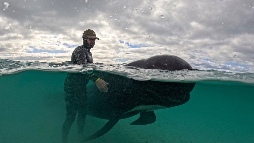 nearly 100 whales left stranded on australian beach in strange phenomenon utterly heartbreaking