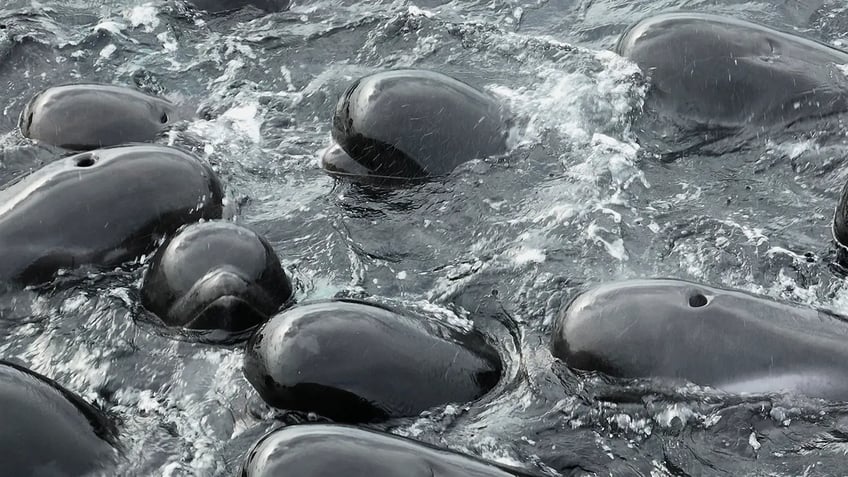 nearly 100 whales left stranded on australian beach in strange phenomenon utterly heartbreaking