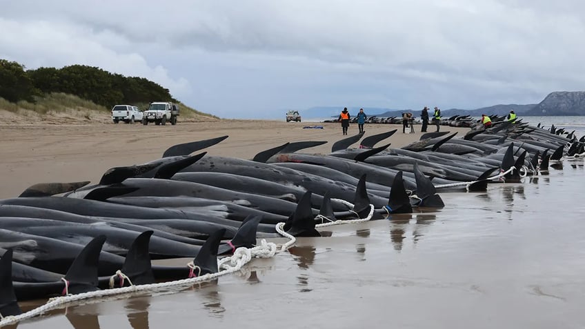 nearly 100 whales left stranded on australian beach in strange phenomenon utterly heartbreaking