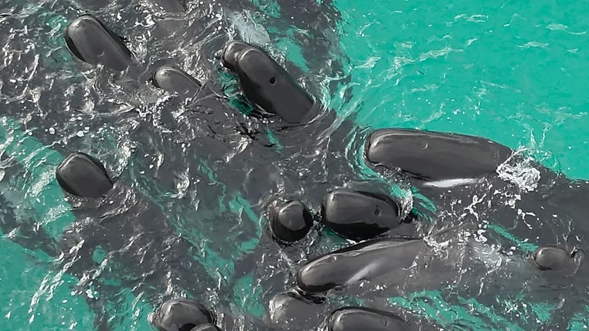 nearly 100 whales left stranded on australian beach in strange phenomenon utterly heartbreaking