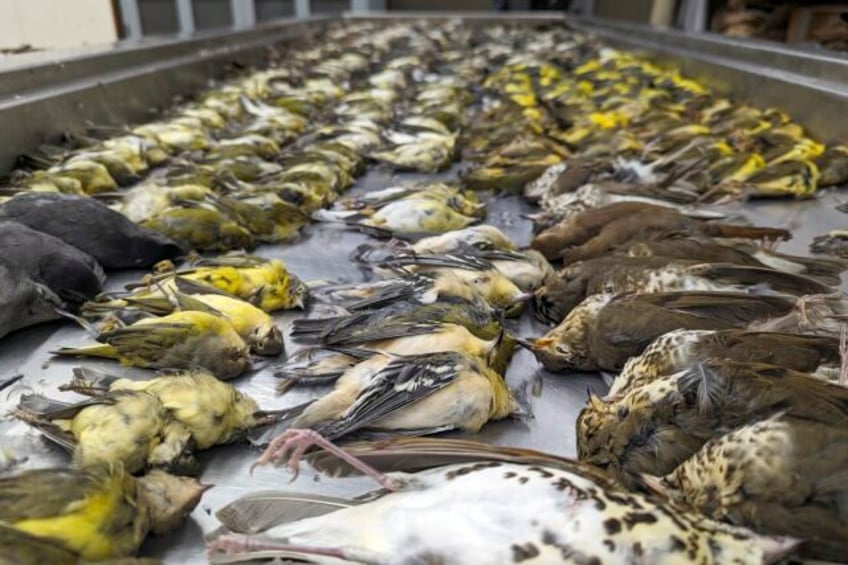 nearly 1000 migrating songbirds perish after crashing into windows at chicago exhibition hall