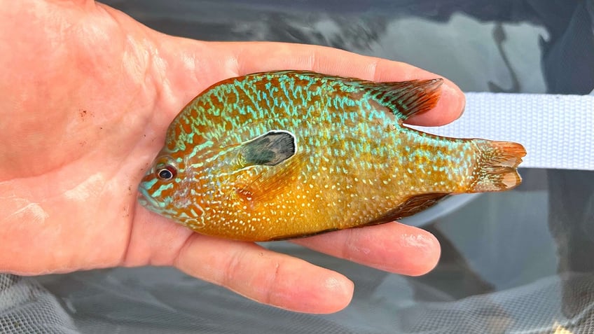 longear sunfish caught in Nebraska