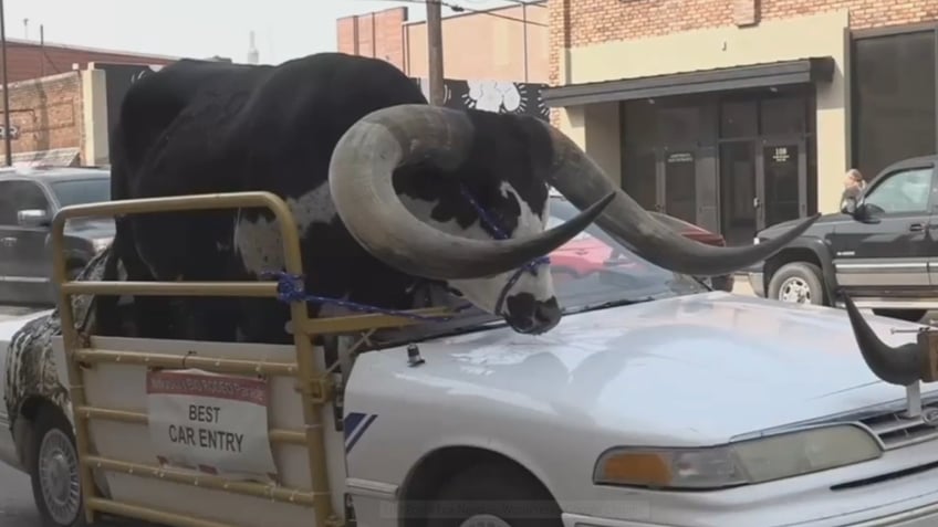 nebraska man pulled over after massive bull spotted riding shotgun in his car video shows