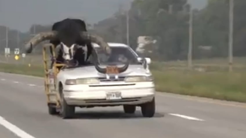 nebraska man pulled over after massive bull spotted riding shotgun in his car video shows