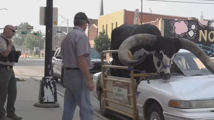 nebraska man pulled over after massive bull spotted riding shotgun in his car video shows