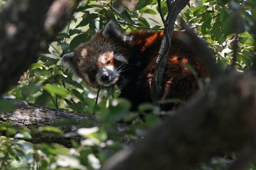 Red pandas are sought-after as exotic pets, while their copper-coloured hides are prized f