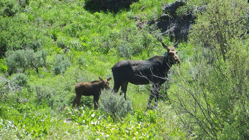 Moose and her calf