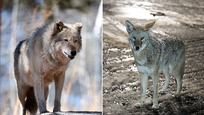 A gray wolf, left, and a coyote, right