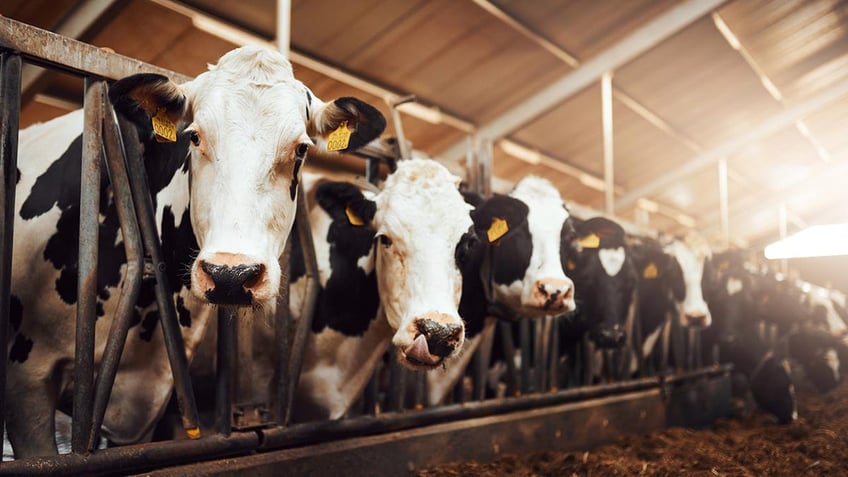 Shot of a herd of cows in an enclosure at a dairy farm