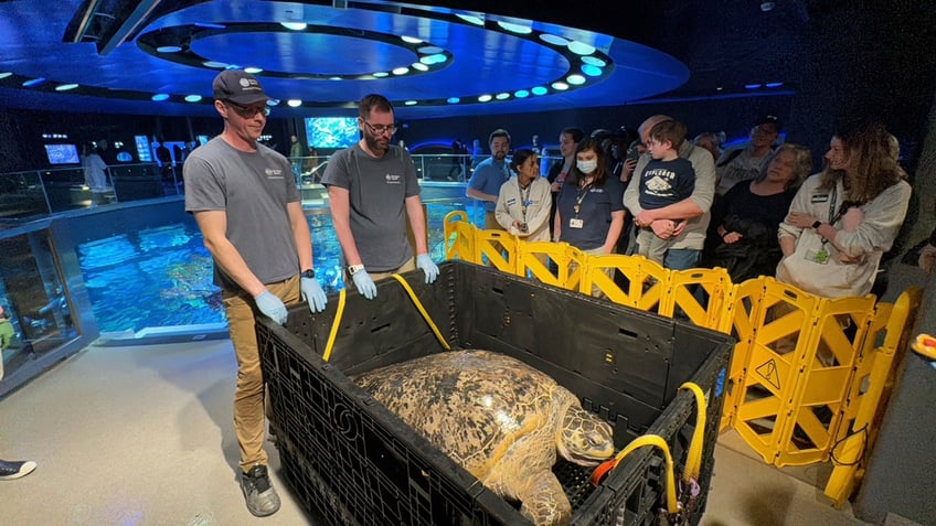 Myrtle the sea turtle, Boston