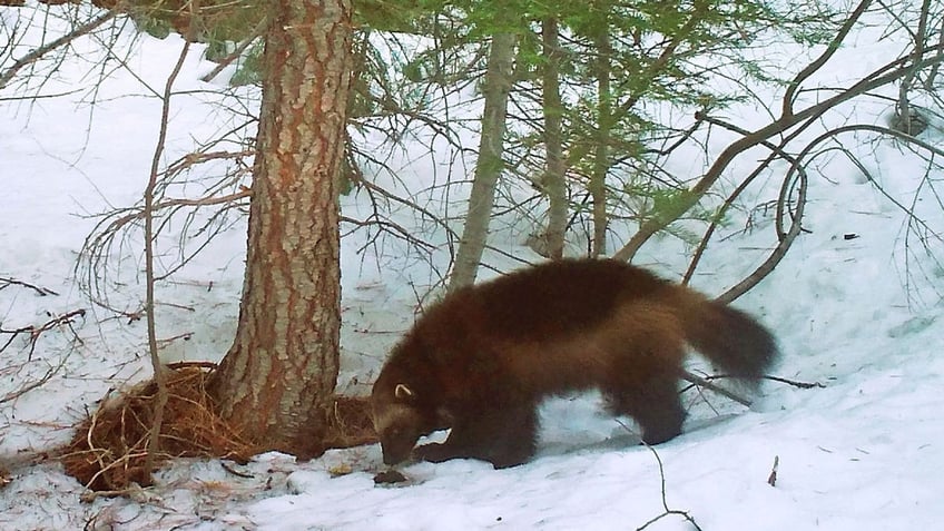 new federal protections for wolverines put in place as scientists fear for the species survival