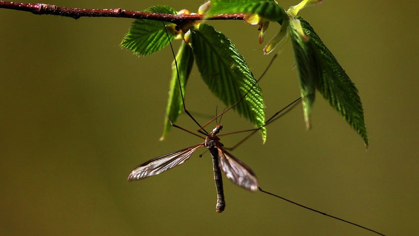 Mosquito in Massachusetts up close