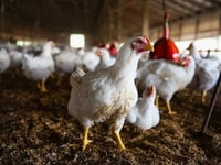 New Human Case Of Bird Flu Confirmed By CDC