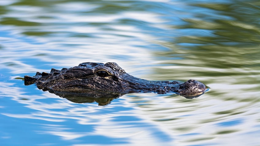 new jersey alligator on the loose reptile evades police capture