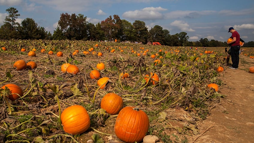 Pumpkin patch