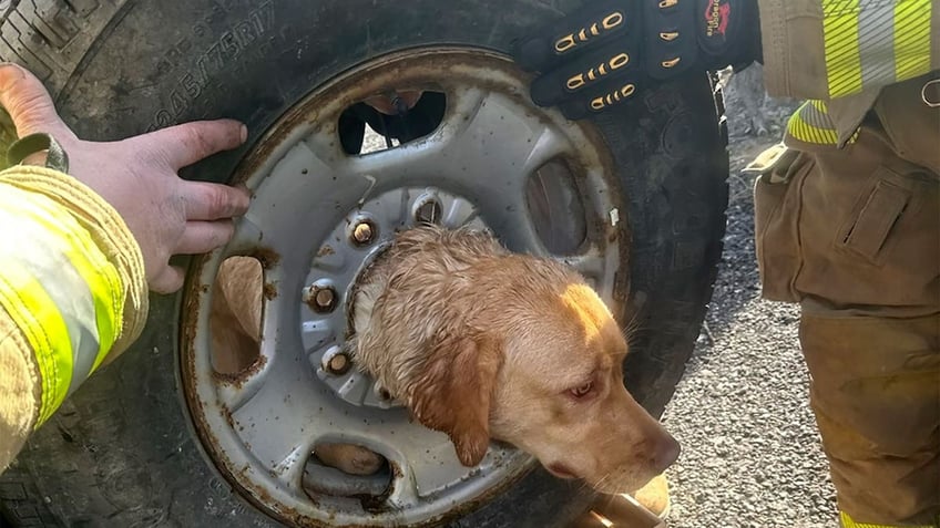 Dog stuck in tire