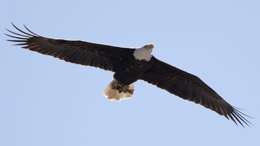 bald eagle flies