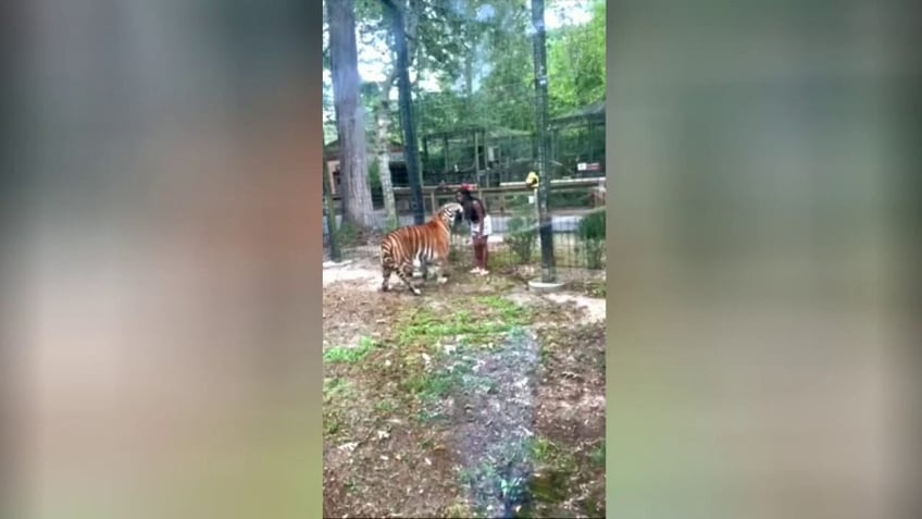 Woman approaches tiger in enclosure